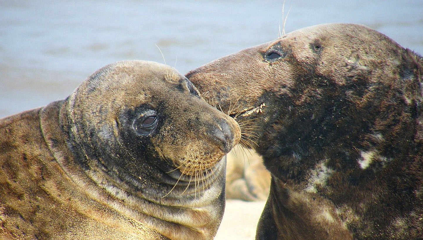seals whispering