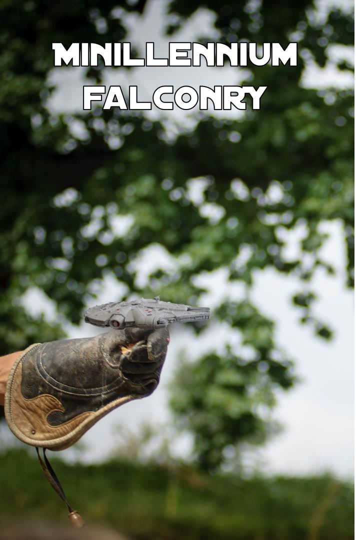 mf-falconry