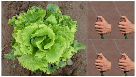lettuce-spray-4