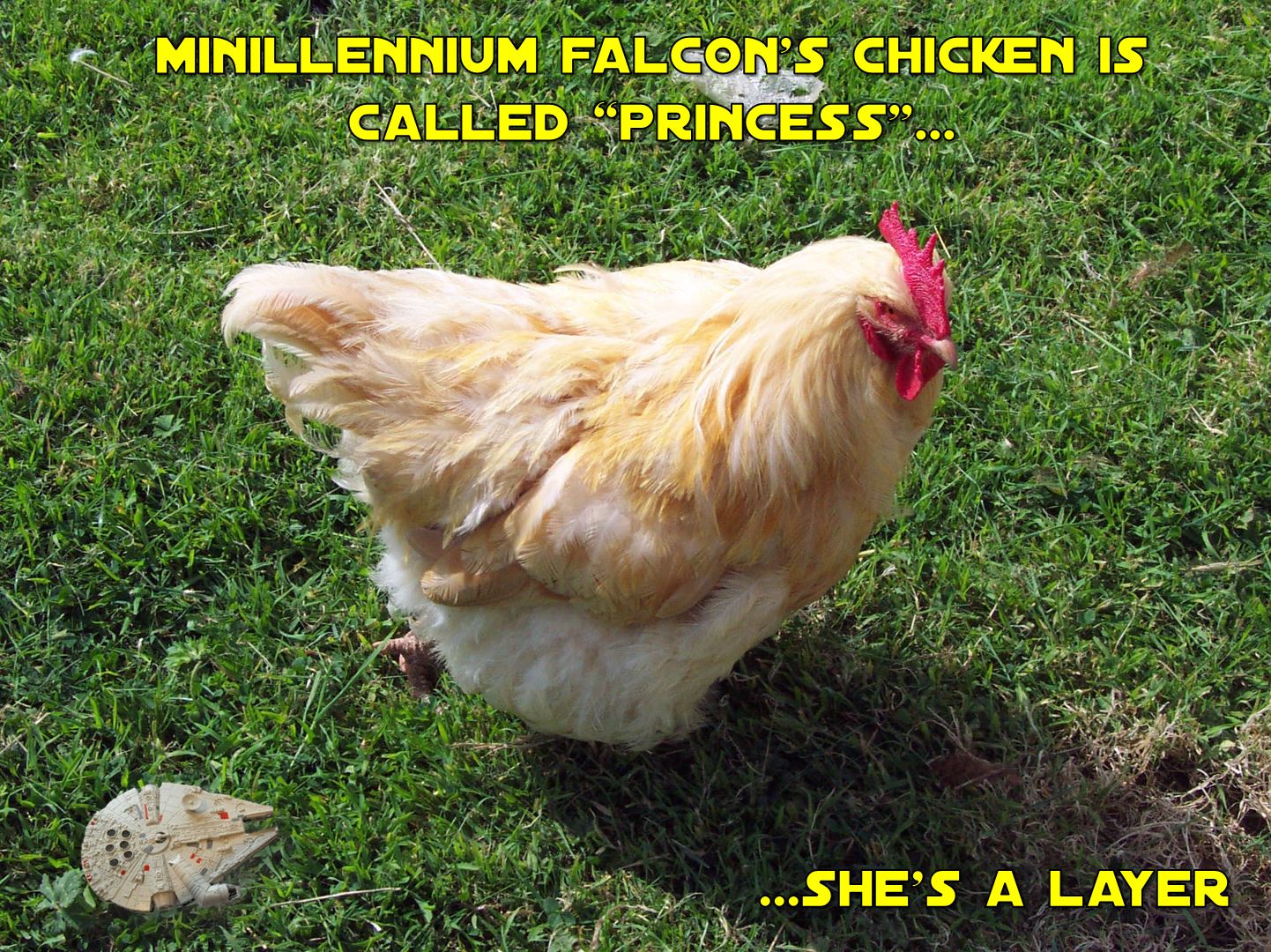 mf-chicken