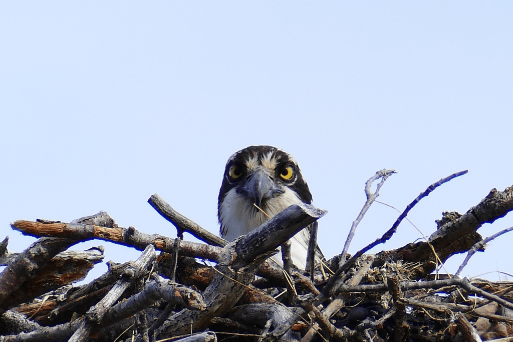 an osprey's head poking out of its nest, watching vigilantly