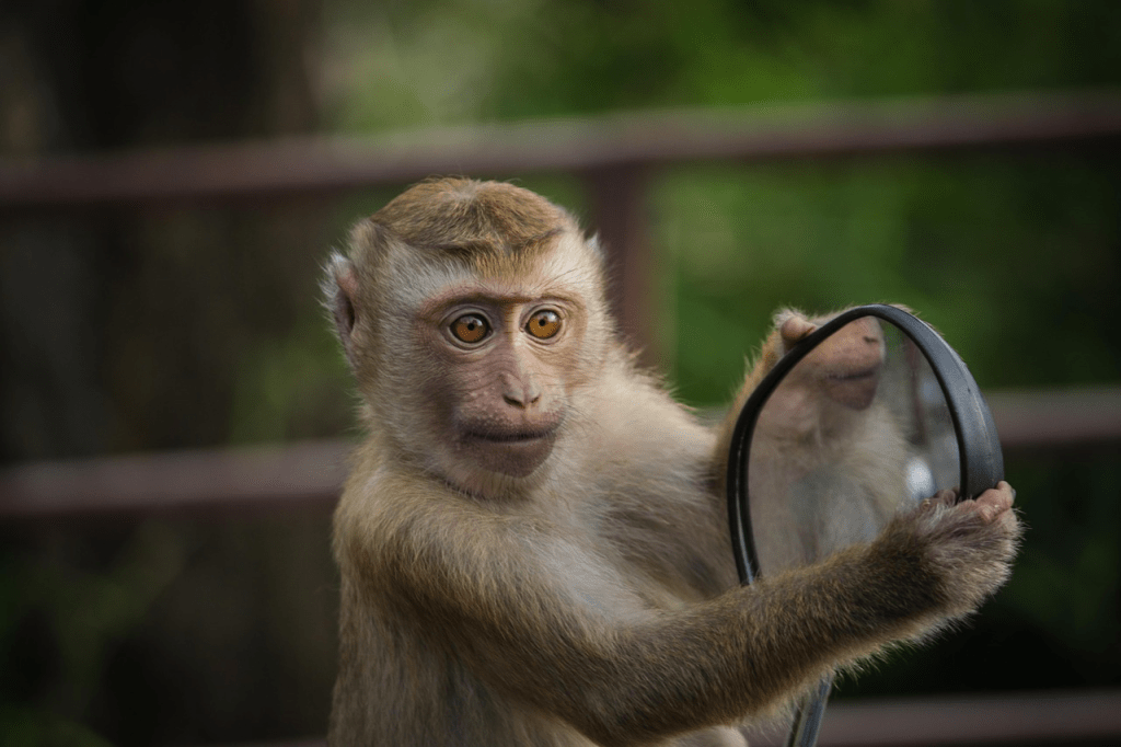 a monkey holding up a car wing mirror, with a partial reflection of the monkey visible in the mirror